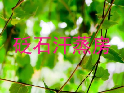 砭石汗蒸房