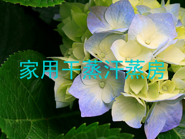 家用干蒸汗蒸房
