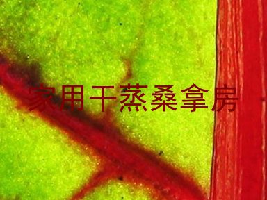 家用干蒸桑拿房