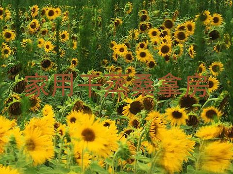 家用干蒸桑拿房