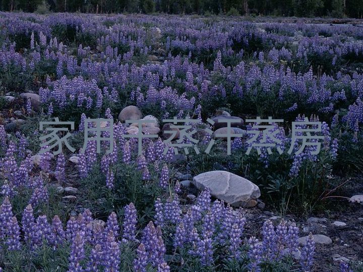 家用干蒸汗蒸房