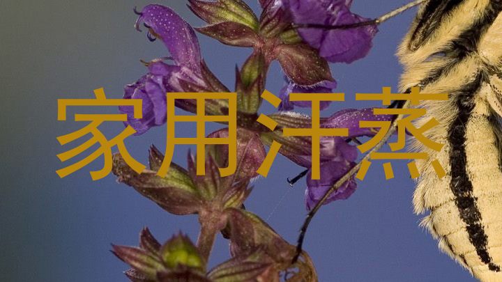 家用汗蒸