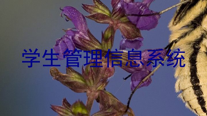 学生管理信息系统