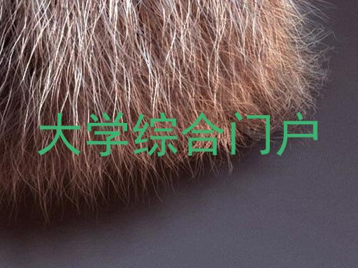 大学综合门户