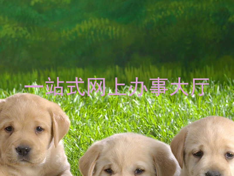 一站式网上办事大厅