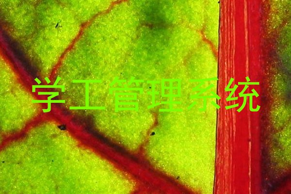 学工管理系统