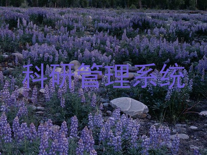 科研管理系统