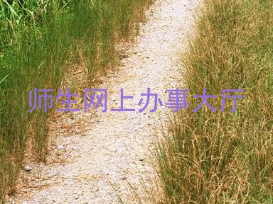 师生网上办事大厅