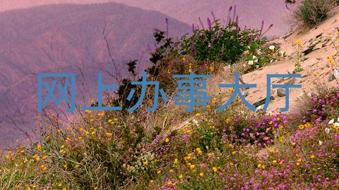 网上办事大厅