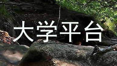 大学平台