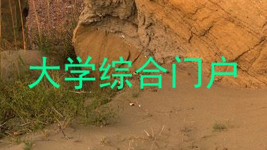 大学综合门户