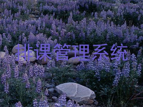 排课管理系统