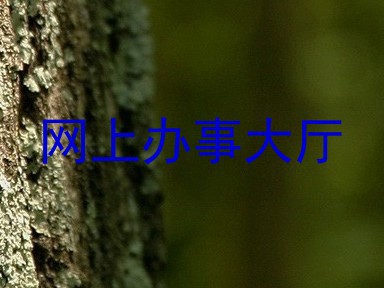 网上办事大厅
