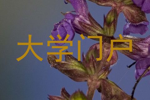 大学门户
