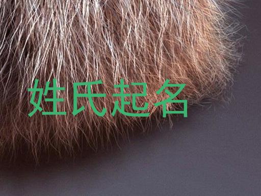 姓氏起名