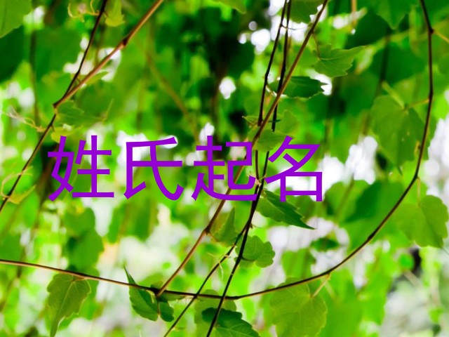 姓氏起名