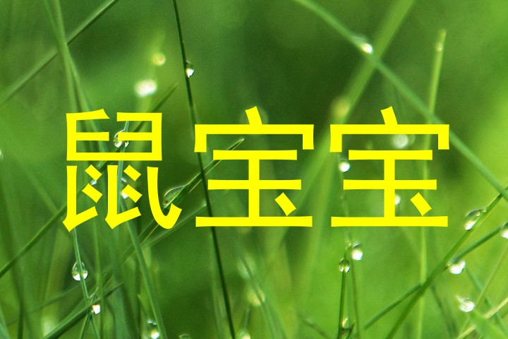 鼠宝宝