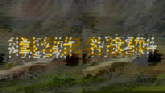 科学起名软件