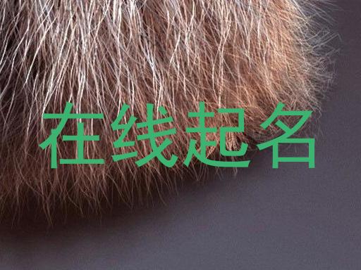 在线起名