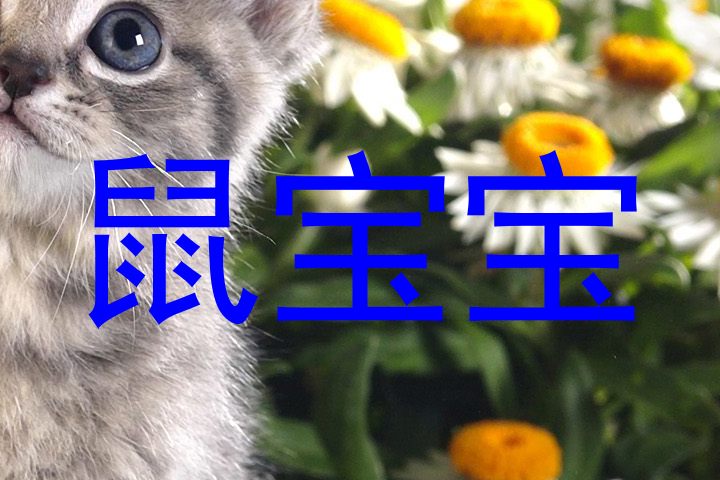 鼠宝宝