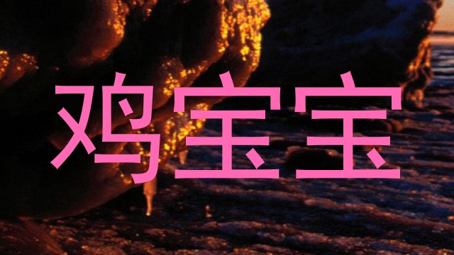 鸡宝宝