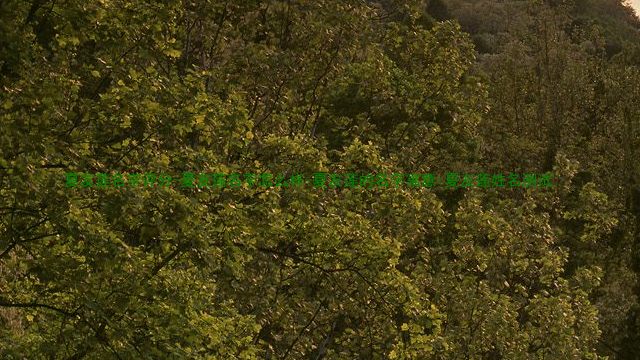 夏友莲名字评分-夏友莲名字怎么样-夏友莲的名字寓意-夏友莲姓名测试