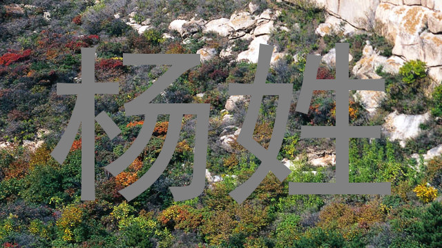 杨姓