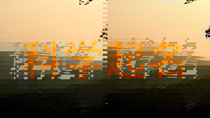 科学起名