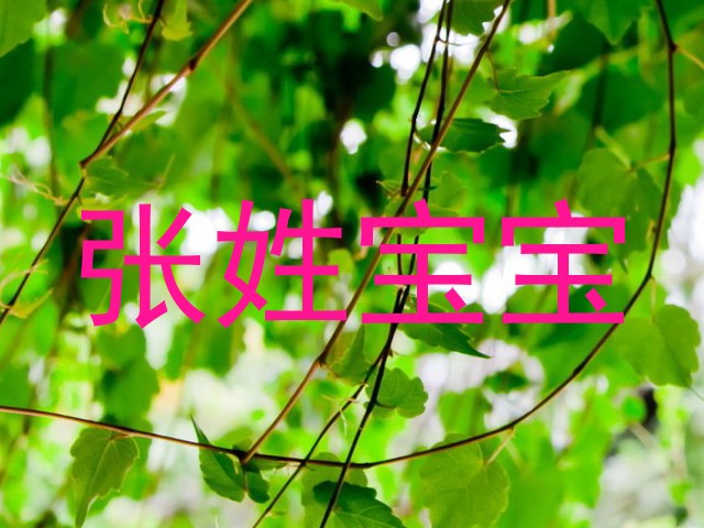 张姓宝宝