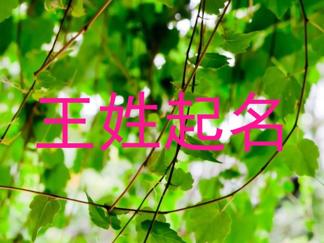 王姓起名
