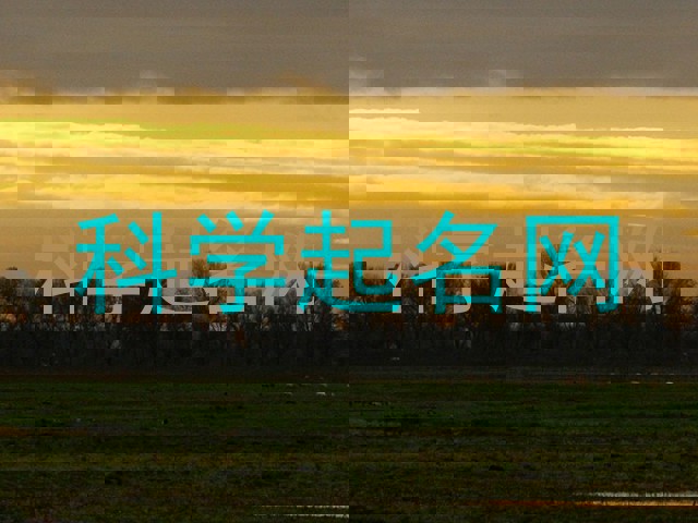 科学起名网