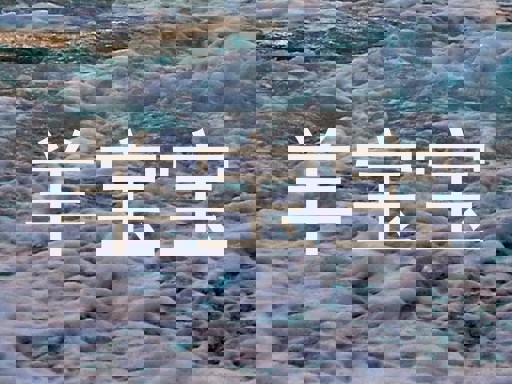 羊宝宝