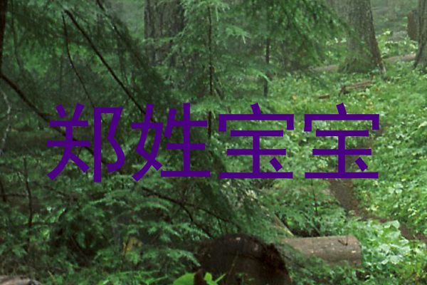 郑姓宝宝