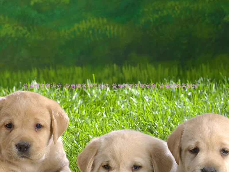 菅惠楠名字评分-菅惠楠名字怎么样-菅惠楠的名字寓意-菅惠楠姓名测试