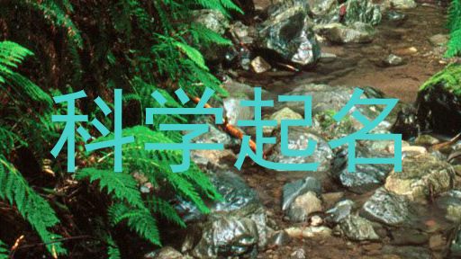科学起名