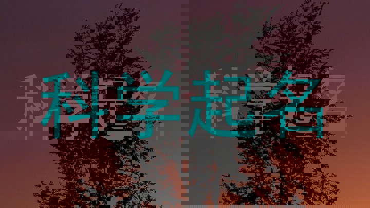 科学起名