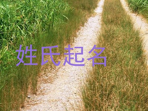 姓氏起名