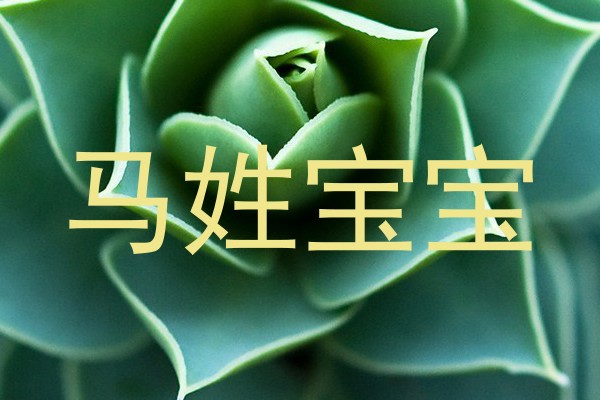马姓宝宝