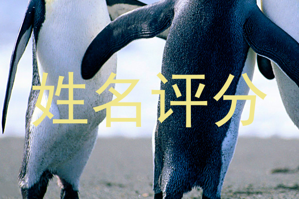姓名评分