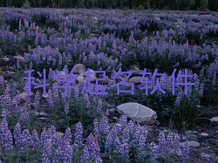 科学起名软件
