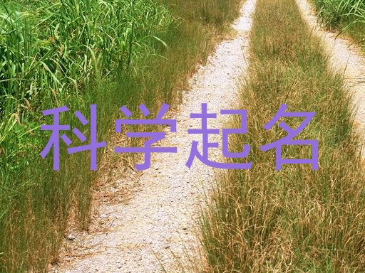 科学起名