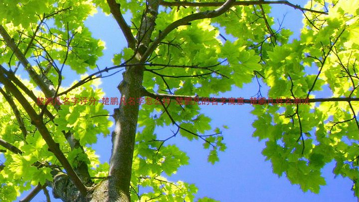 楚鹏凡名字评分-楚鹏凡名字怎么样-楚鹏凡的名字寓意-楚鹏凡姓名测试