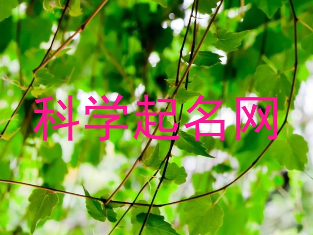 科学起名网