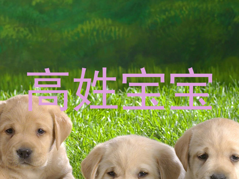 高姓宝宝