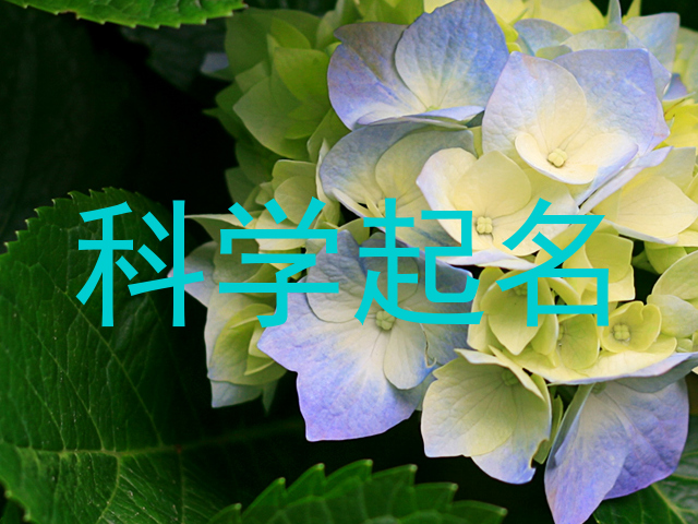 科学起名