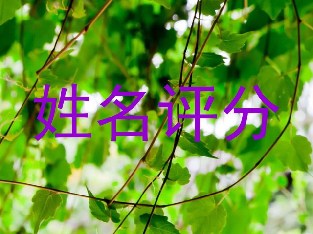 姓名评分