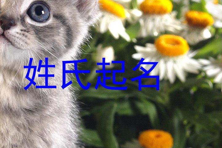 姓氏起名