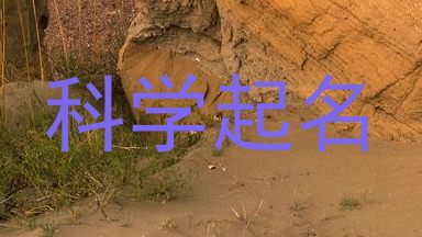 科学起名