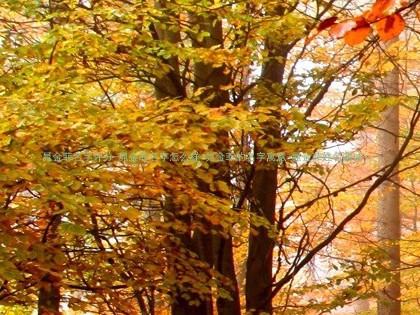 晁金菲名字评分-晁金菲名字怎么样-晁金菲的名字寓意-晁金菲姓名测试