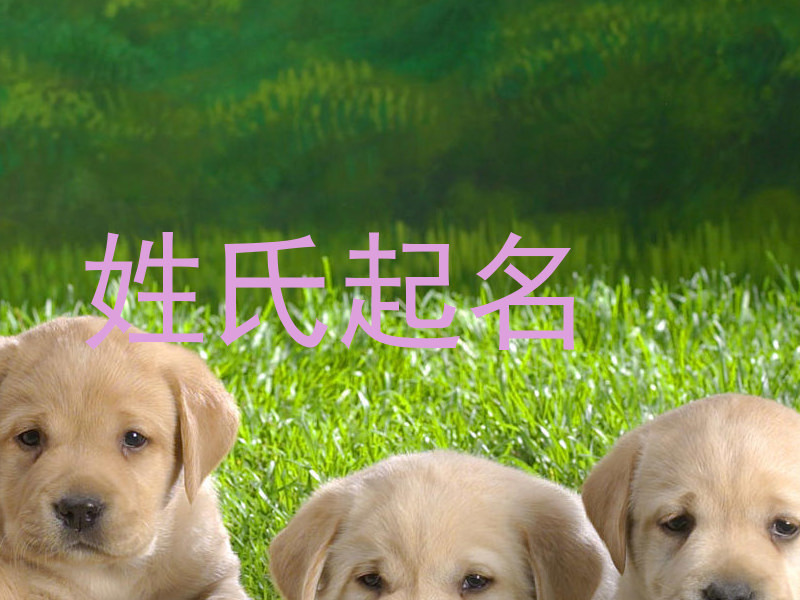 姓氏起名
